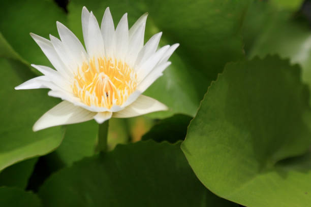 Lotus The white lotus in the pond. white lotus stock pictures, royalty-free photos & images