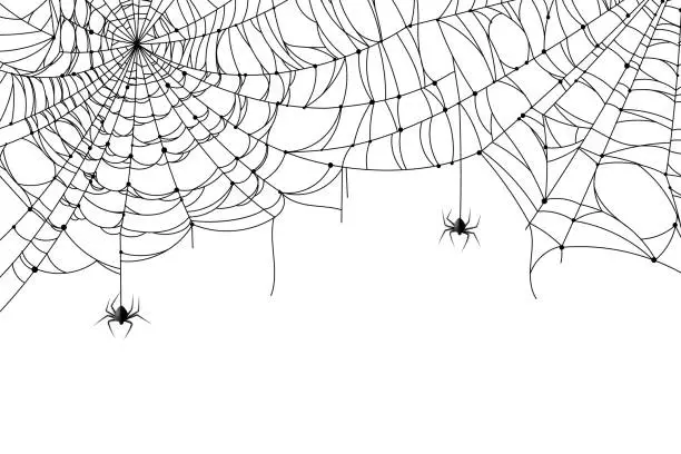Vector illustration of Cobweb background. Scary spider web with spooky spider, creepy arthropod halloween decor, net texture tattoo design vector template