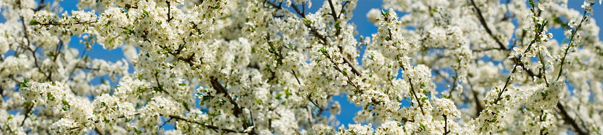 image of a flowering tree in spring park closeup