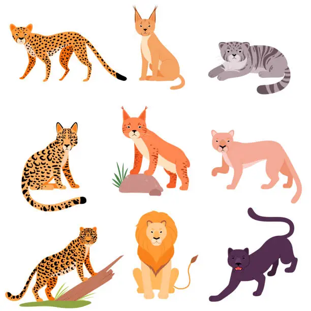 Vector illustration of Set of different wild cats. Vector illustration on a white background