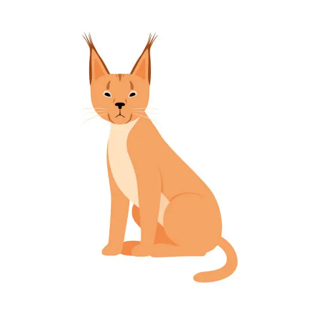 Vector illustration of Orange Lynx. Vector illustration on a white background
