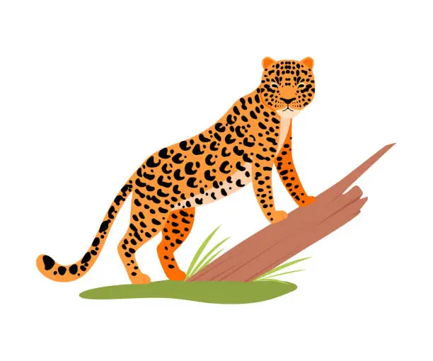 Vector illustration of Leopard next to a tree. Vector illustration on a white background