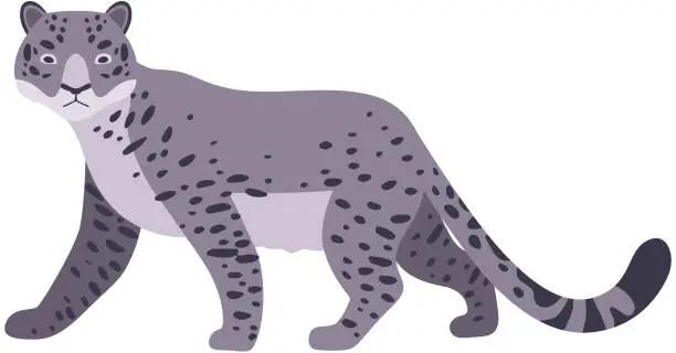 Vector illustration of Snow Leopard. Vector illustration on a white background