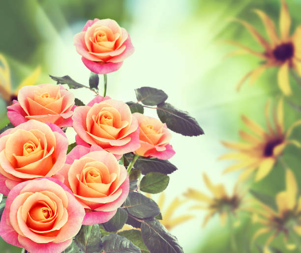 istock image a lot of pink roses 1178004339