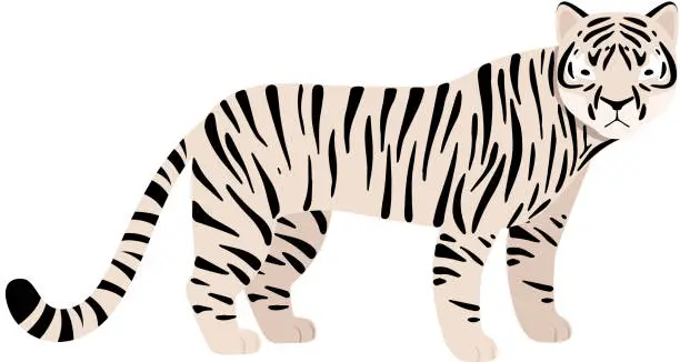 Vector illustration of White tiger. Vector illustration on a white background