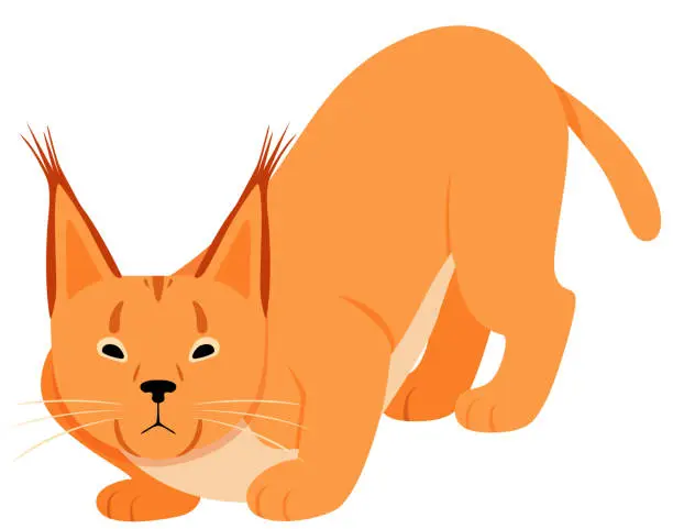 Vector illustration of Orange cougar with big ears. Vector illustration on a white background