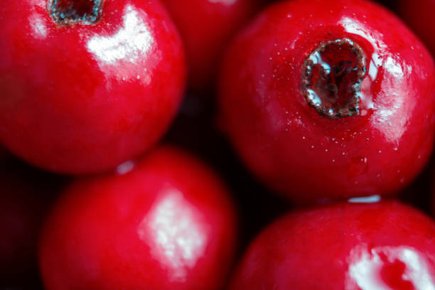Macro of red hawthorn berries after rain. Macro of red hawthorn berry after rain. Wet ripe wild berries. Close up april showers may flowers stock pictures, royalty-free photos & images
