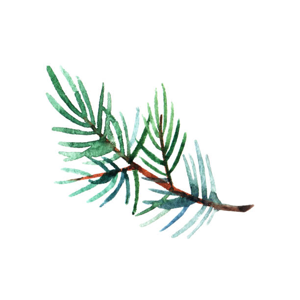 istock Hand drawn  watercolor illustration of pine branch isolated on white background. 1178006766