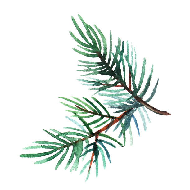 Hand drawn  watercolor illustration of pine branch isolated on white background. d. Hand drawn  watercolor illustration of pine branch isolated on white background. Holiday design for greeting cards, calendars, posters, prints, invitations. fir tree pine backgrounds branch stock illustrations