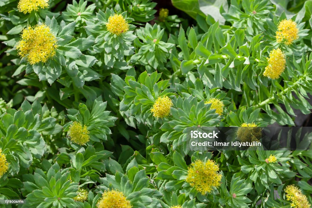 Medicinal plant Golden root. Blooming rich bushes of Rhodiola rosea, close-up. Blooming Rhodiola rosea. Blooming Rhodiola rosea. Blooming rich bushes of Rhodiola rosea, close-up. Medicinal plant Golden root. Selective focus. Rhodiola Rosea Stock Photo