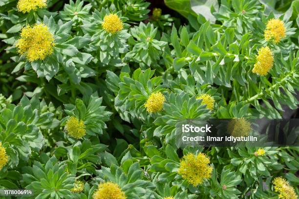 Medicinal Plant Golden Root Blooming Rich Bushes Of Rhodiola Rosea Closeup Blooming Rhodiola Rosea Stock Photo - Download Image Now