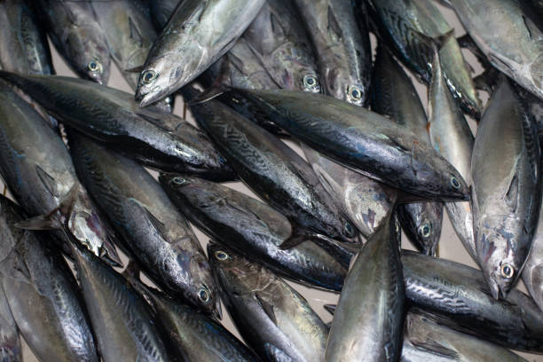 Fish Market in the city of Male, capital of Maldives Tuna fresh fish for sale at the Fish market in Male, Maldives maldives fish market photos stock pictures, royalty-free photos & images