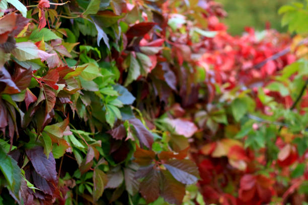 istock Bright red wall of ivy leaves 1178007598