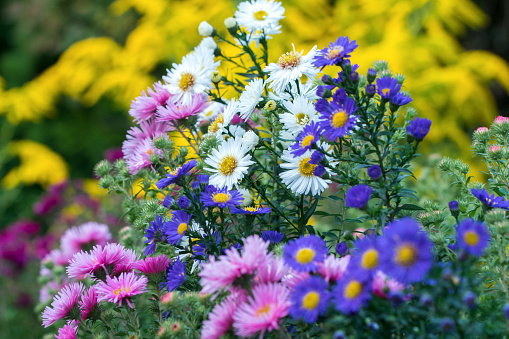Close up photograph of Purple Asters in a flower bed