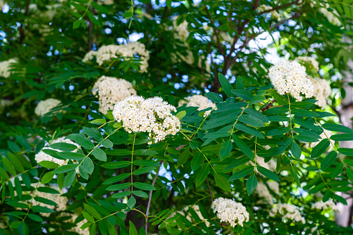 Blooming sorbus close-up. White flowers of mountain ash. Sorbus aucuparia, Sorbus americana, Rowan.