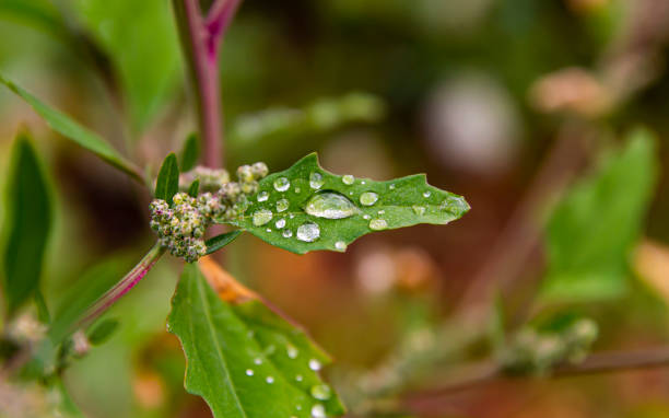 istock Dewdrops on the leaves of green plants. 1178009248