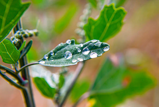 Dewdrops on the leaves of green plants. Natural background.