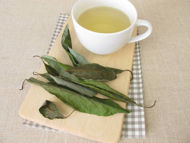 A Cup of avocado leaf tea, tea with dried avocado leaves stock photo