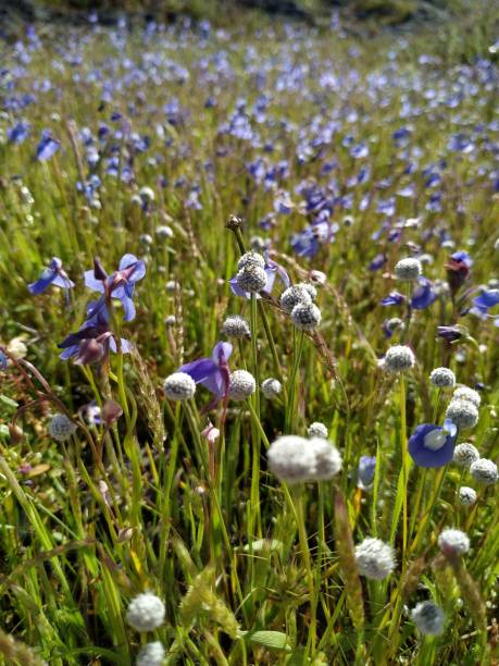 istock Unique beautiful delicate plateau flowers 1178012071