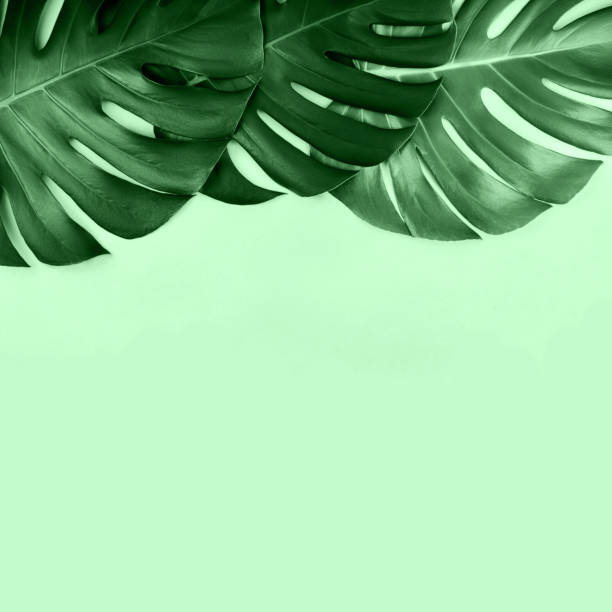 istock Two tropical jungle monstera leaves isolated on mint background. 1178012899