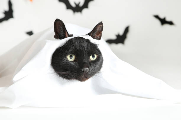 istock Black cat in white halloween costume 1178013409