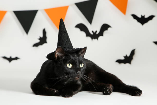 istock Black cat with paper bats and flags on white background 1178013478