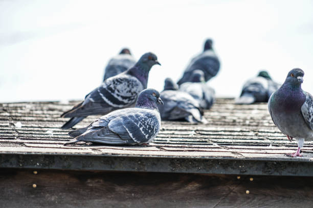 istock Image of pigeons 1178015535
