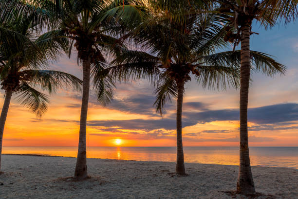 istock Palm trees on tropical beach at sunrise 1178015677