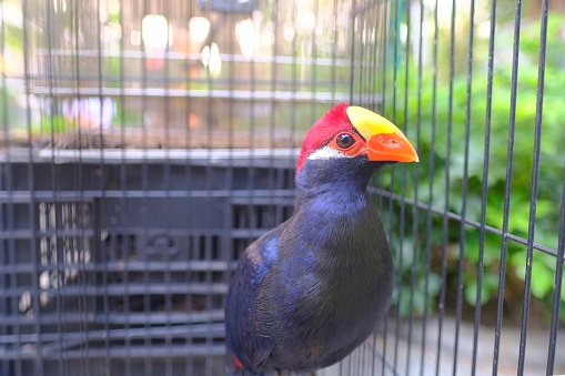 Black bird with colorful beautiful red orange head in bird cage