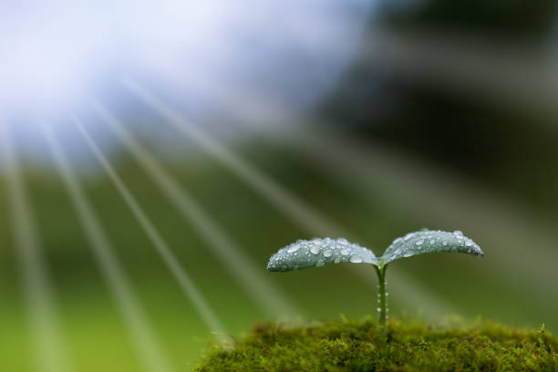 istock New shoots after rain wrapped in light 1178015861
