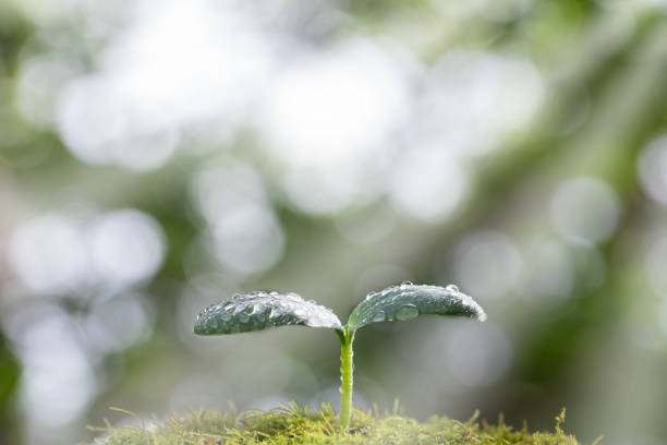 istock New shoots after rain wrapped in light 1178015862