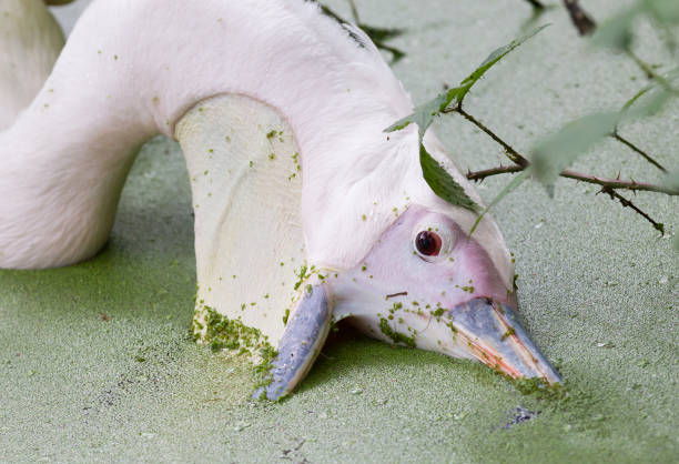 розовый пеликан, плавающий в бассейне, наполненном утиными водорослями - pelican beak open bird стоковые фото и изображения
