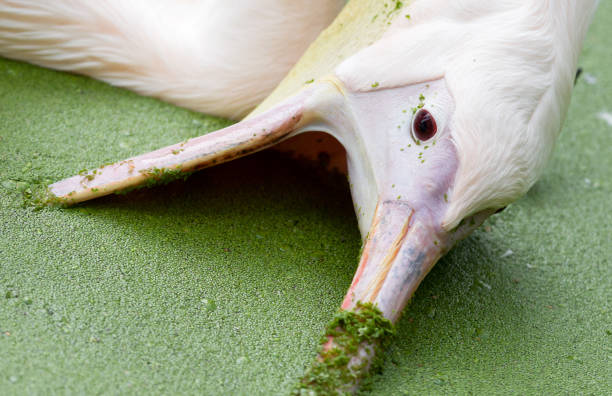 розовый пеликан, плавающий в бассейне, наполненном утиными водорослями - pelican beak open bird стоковые фото и изображения