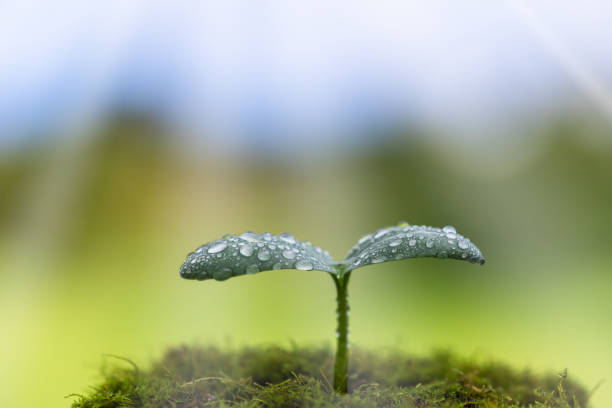 istock New shoots after rain wrapped in light 1178016955
