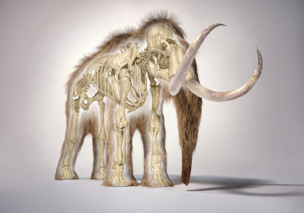 istock Woolly mammoth realistic 3d illustration with skeleton in morph effect 1178017001