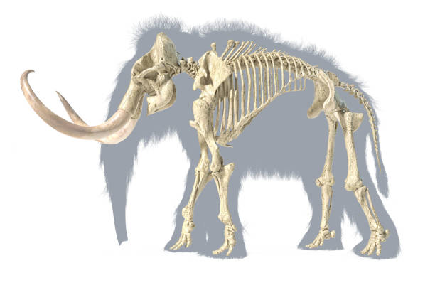 istock Woolly mammoth skeleton, realistic 3d illustration, viewed from a side. 1178017009