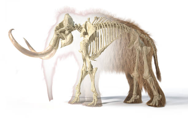 istock Woolly mammoth realistic 3d illustration with skeleton in morph effect, viewed from a side. 1178017011
