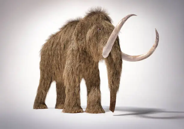 Woolly mammoth realistic 3d illustration viewed from Front perspective view. On white background with dropped shadow.