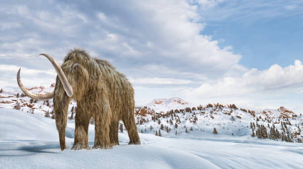 wolliges mammut in einer winterszene- umgebung. 16/9 panorama-format. - ausgestorbene tierart stock-fotos und bilder