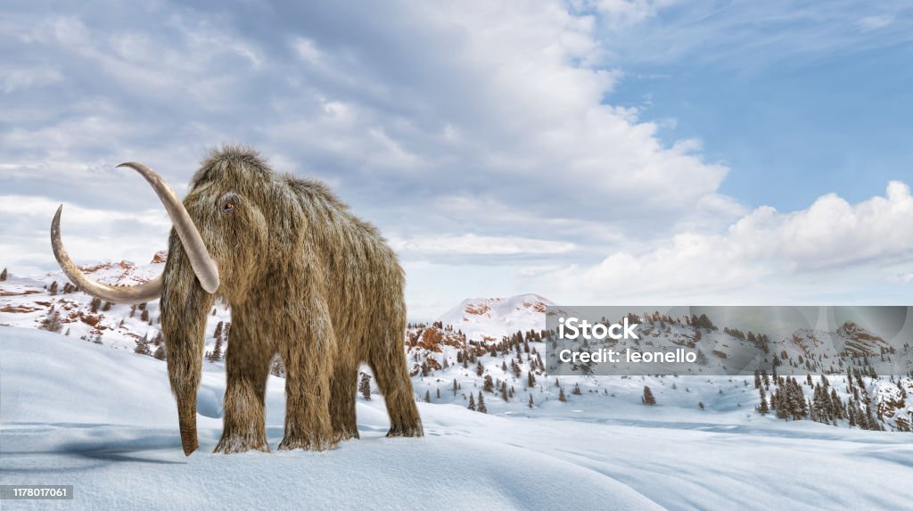 Yünlü mamut bir kış sahnesi ortamında ayarlayın. 16/9 Panoramik format. - Royalty-free Yünlü Mamut Stok görsel
