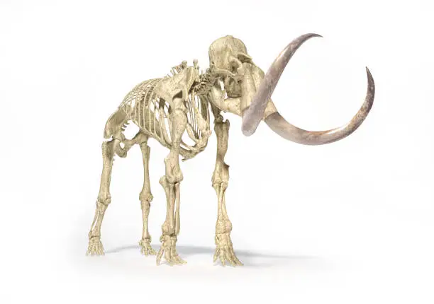 Woolly mammoth skeleton, realistic 3d illustration, viewed from perspective front. On white background and dropped shadow.