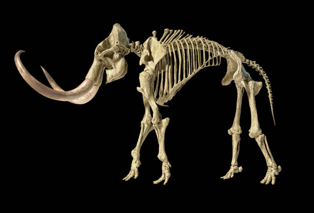 istock Woolly mammoth skeleton, realistic 3d illustration, viewed from a side. 1178017070