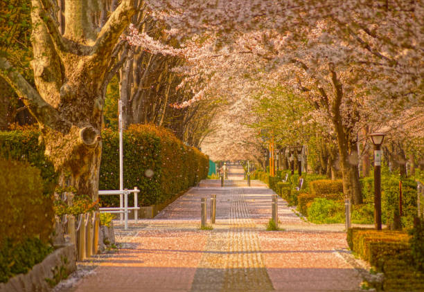 istock Sakura in japanese garden 1178017092