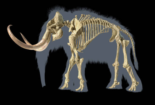istock Woolly mammoth skeleton, realistic 3d illustration, viewed from a side. 1178017656