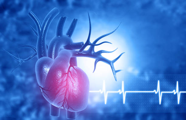 istock Human heart anatomy 1178017857
