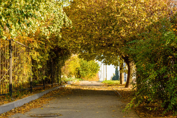 istock Alley with maple trees in a city park on autumn 1178018132