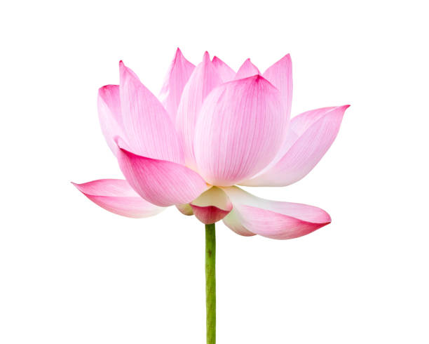istock Fresh pink Lotus flower isolated on white background.File contains with clipping path so easy to work. 1178018213