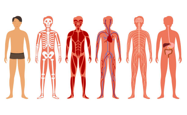 ilustraciones, imágenes clip art, dibujos animados e iconos de stock de dibujos animados color cuerpo humano anatomía set. vector - muscular build illustrations