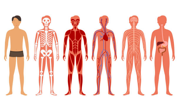 karikatür renk i̇nsan vücut anatomisi seti. vektör - fizyoloji stock illustrations