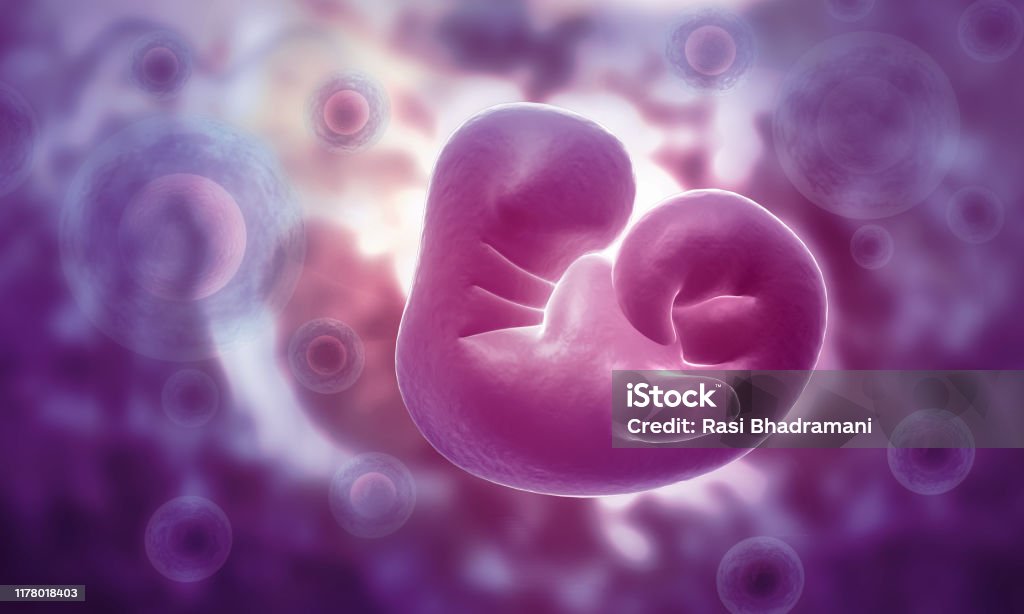 Anatomy Of Fetus Stock Photo Biology Diagrams